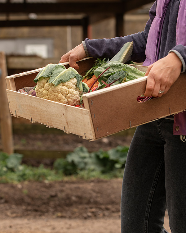 Persona sosteniendo una caja de madera con verduras frescas recién cosechadas en un entorno agrícola