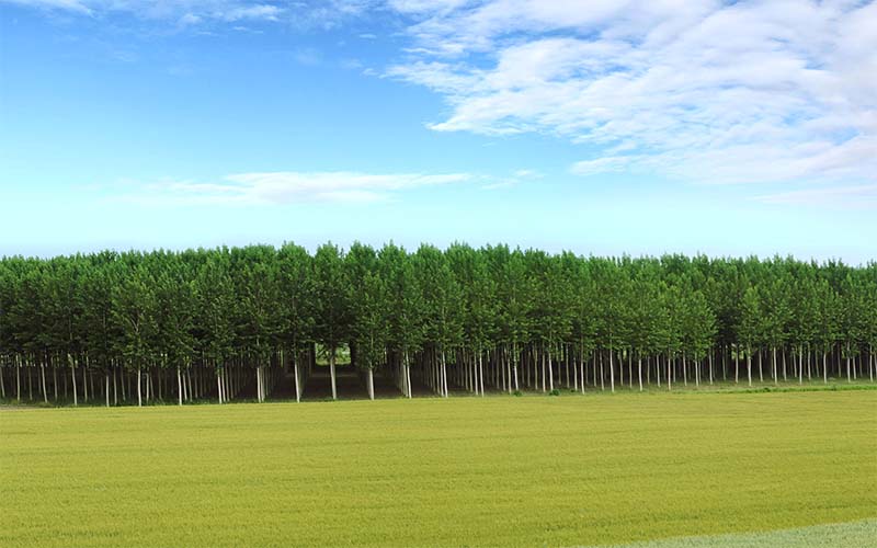 Bosque de árboles alineados junto a un campo bajo un cielo azul con nubes